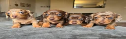 Dachshund dogs for sale: KC registered miniture dachund puppies - Advert 5