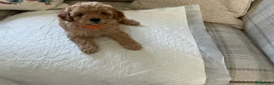 Maltipoo Puppy 4