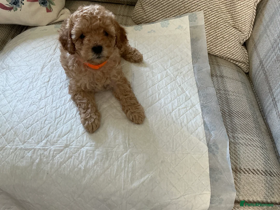 Maltipoo dogs for sale: 4 beautiful maltipoo puppies for sale - Advert 2
