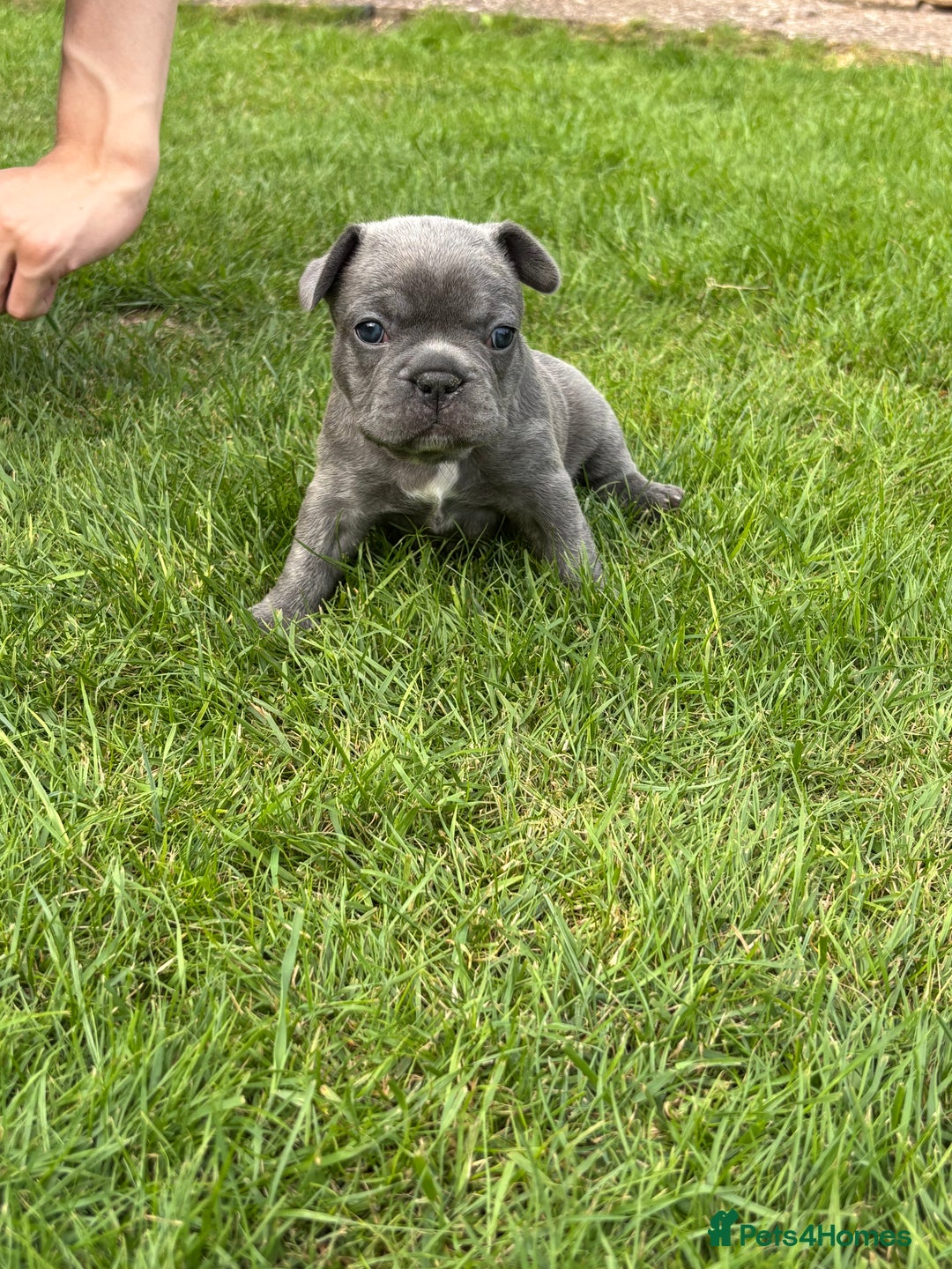 French Bulldog dogs for sale: Gorgeous French Bulldog Puppies. - Image 19