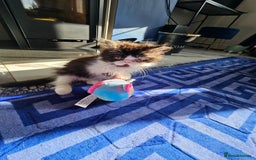 Persian cats for sale: *Reduced*persian kittens for sale 😍 *ready now - Image 13