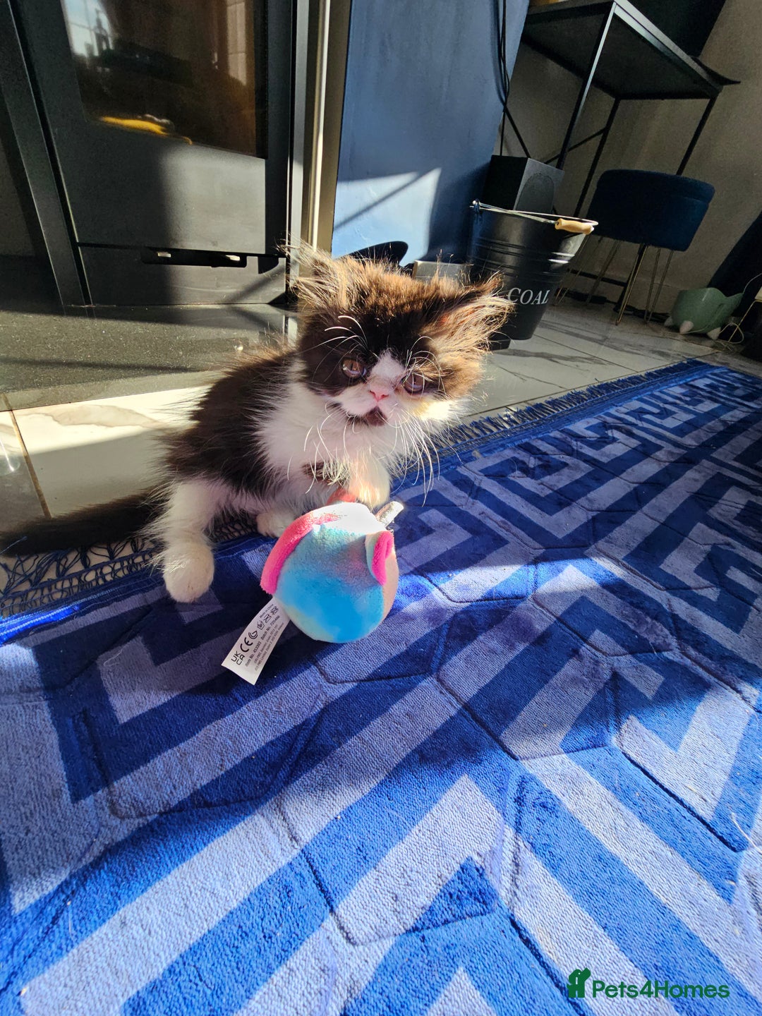 Persian cats for sale: *Reduced*persian kittens for sale 😍 *ready now - Image 13