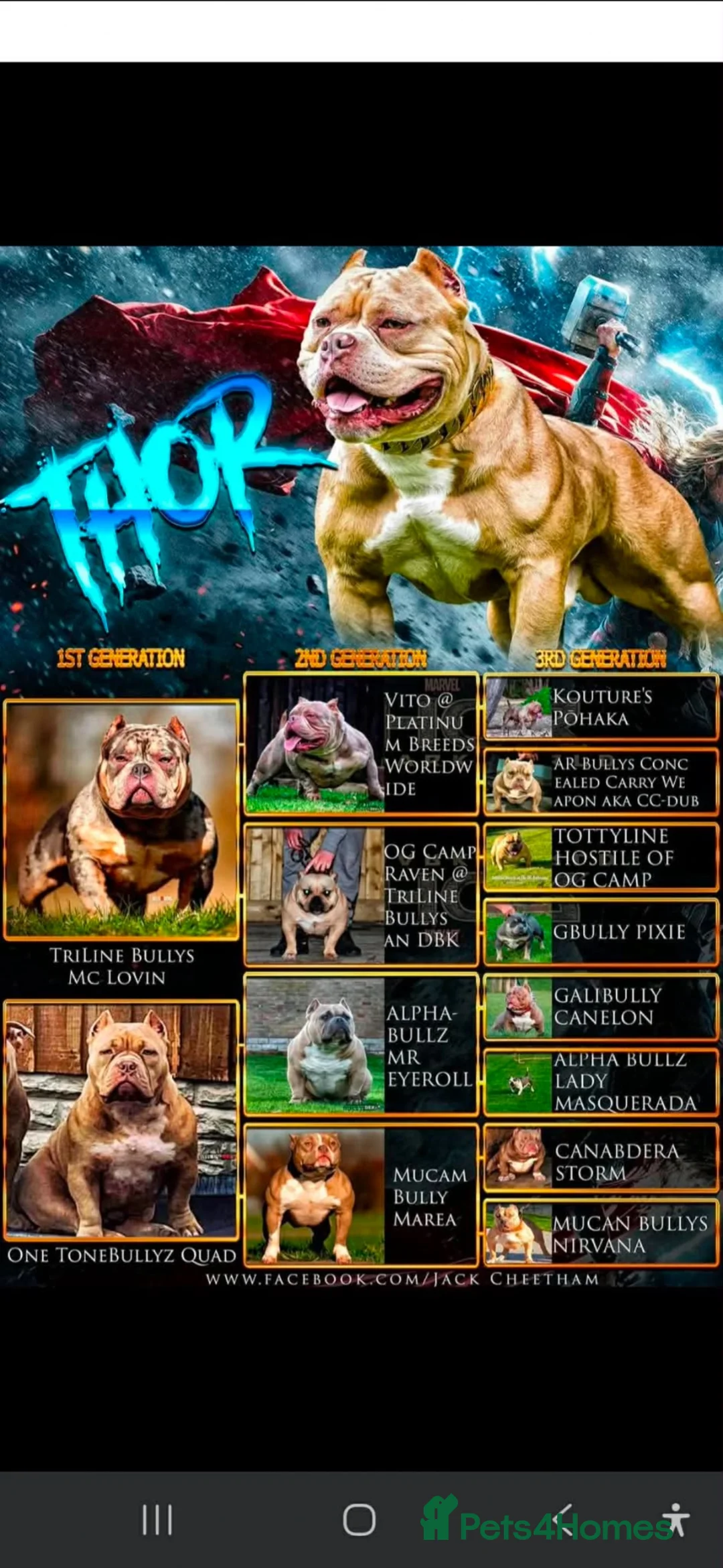 Mixed Breed dogs for sale: Pocket bully x Staffie pups  in Harrogate - Advert 15