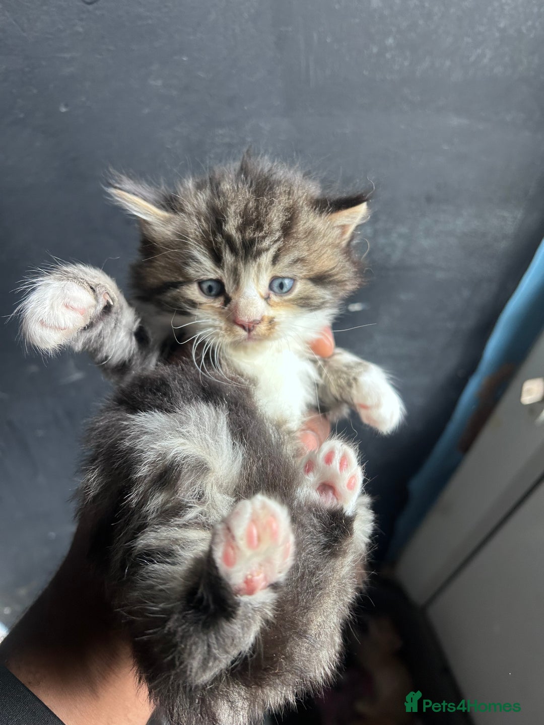 Mixed Breed cats for sale: Beautiful Kittens Available - Image 10
