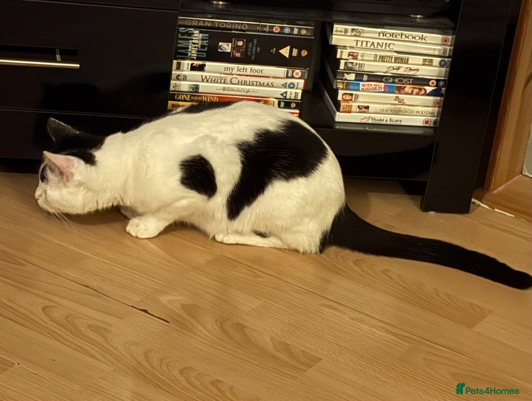 Turkish Van cats for sale: Alex - female black & white Turkish Van - Advert 3