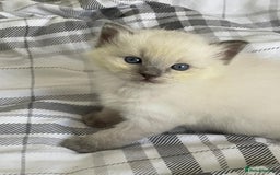 Ragdoll cats for sale: 💙 BLUEPOINT RAGDOLL BOY FOR SALE 💙 - Image 32