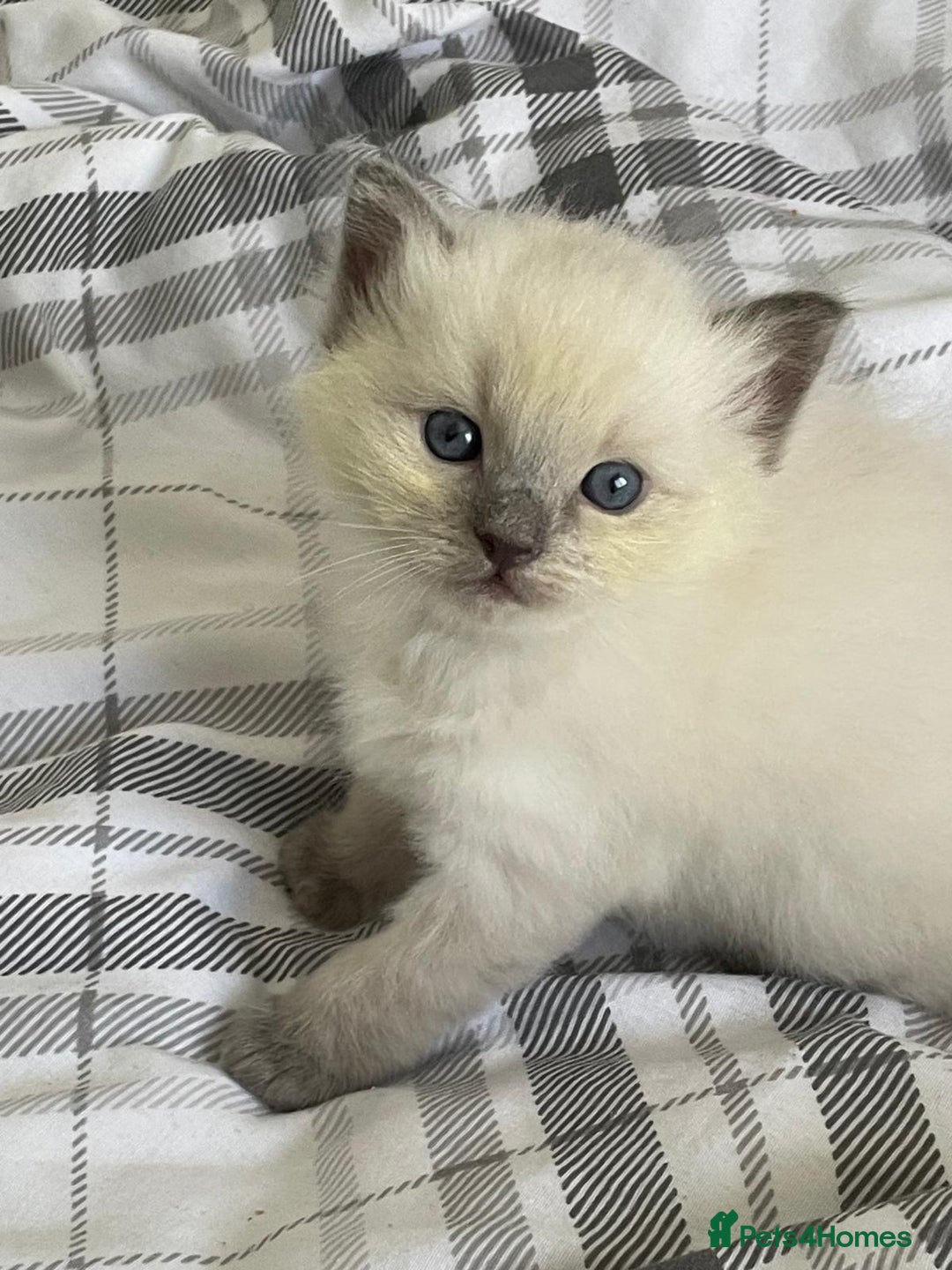 Ragdoll cats for sale: 💙 BLUEPOINT RAGDOLL BOY FOR SALE 💙 - Image 32
