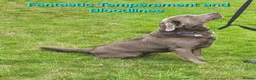 Cockerdor dogs for sale: Gorgeous Cockerdor Puppies  - Advert 16