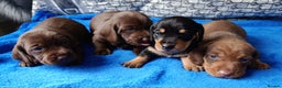 Dachshund dogs for sale: MINI WIRE DAXI KC REG LAFORA CLEAR - Advert 1
