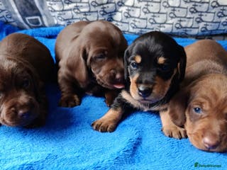 Dachshund dogs MINI WIRE DAXI KC REG LAFORA CLEAR - Advert 1