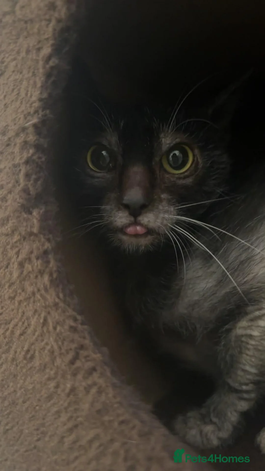 Lykoi cats for sale: TICA Black Roan Lykoi Pair. Full breeding rights - Advert 2