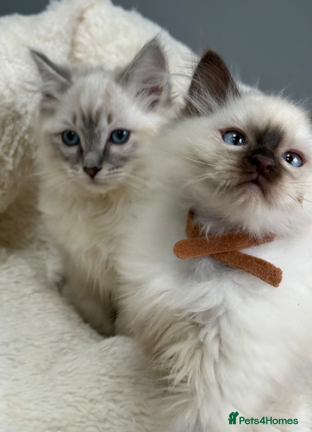 Ragdoll cats for sale: 🏅GCCF RAGDOLLS AWARD WINNING LINES NOW AVAILABLE  - Advert 1