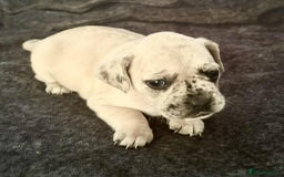 Mixed Breed dogs for sale: Beautiful Frenchie cross dachshund puppies   - Image 15