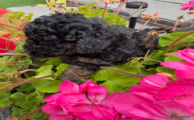 Toy Poodle dogs - Advert 2