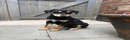 Mixed Breed dogs for sale: Dobermann x husky puppies - Advert 7