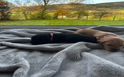 Cocker Spaniel dogs for sale: ✨ Cuddles Await from our Cocker Spaniel Pups  - Image 2