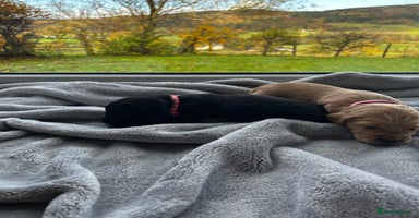 Cocker Spaniel dogs - Advert 16