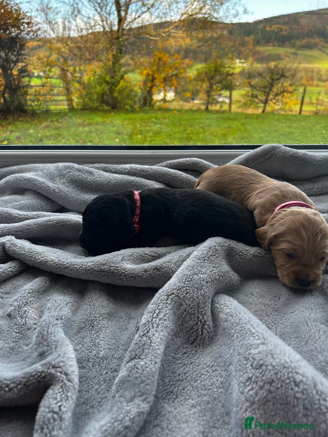 Cocker Spaniel dogs for sale: ✨ Cuddles Await from our Cocker Spaniel Pups  - Image 2