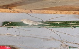 Finches birds for sale: Redpoll finches - Image 3