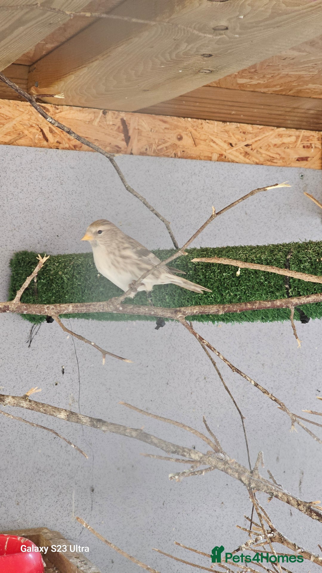 Finches birds for sale: Redpoll finches - Image 3