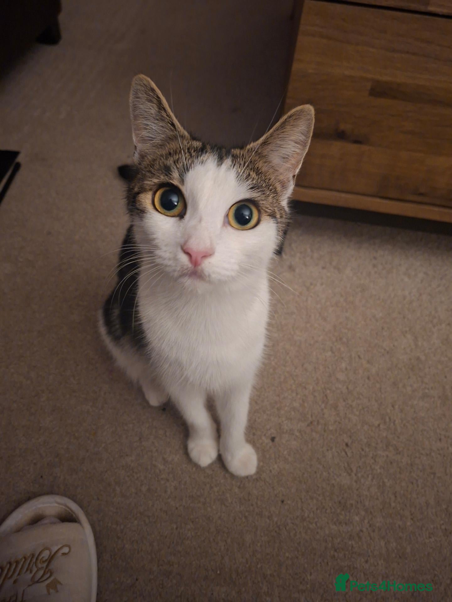 Mixed Breed cats Kittens for sale  - Advert 2