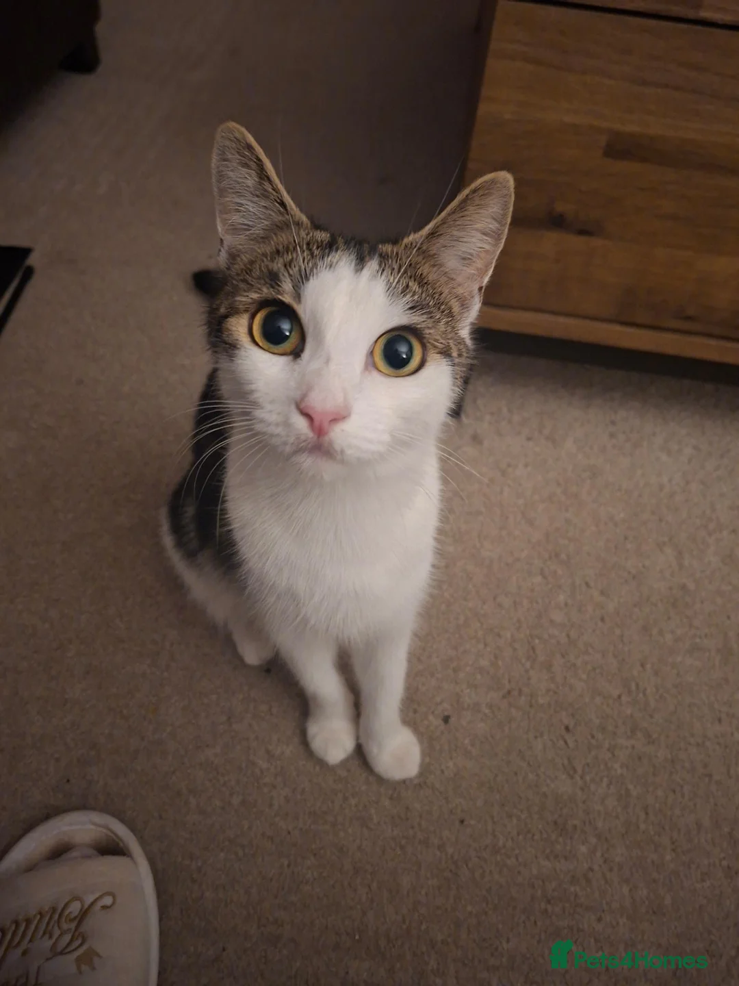 Mixed Breed cats for sale: Kittens for sale  - Advert 1