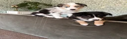 Border Collie dogs for sale: 1x merle female 1x tri colour collies in Bournemouth - Advert 3