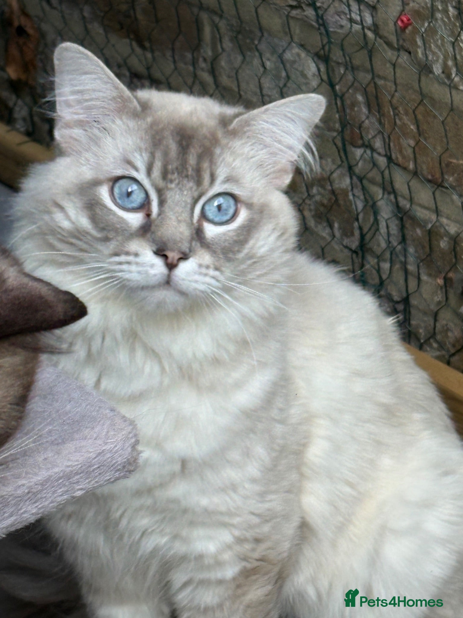 Ragdoll cats GCCF registered Ragdoll Stud  - Advert 1