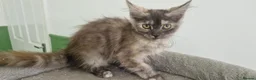 Mixed Breed cats for sale: Maine coon x ragdol - Advert 4