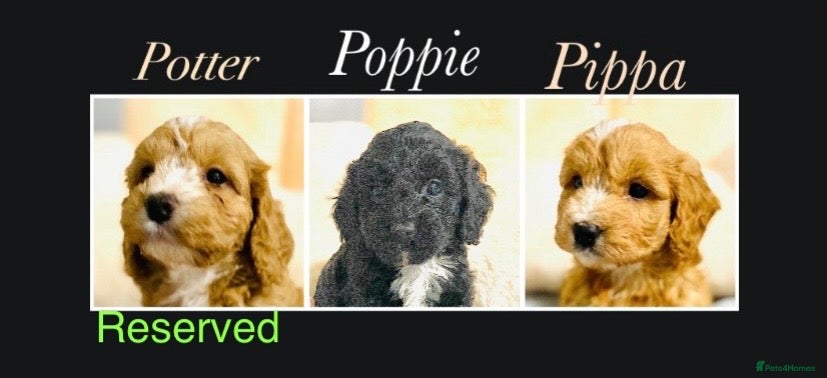 Cockapoo dogs 🌟EXCEPTIONAL F1 TOY COCKAPOOS~READY FROM MAY 🌟 - Advert 1