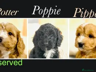 Cockapoo dogs 🌟EXCEPTIONAL F1 TOY COCKAPOOS~READY FROM MAY 🌟 - Advert 2