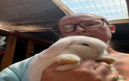 Dwarf Lop rabbits for sale: The laziest little bunny ever - Image 5