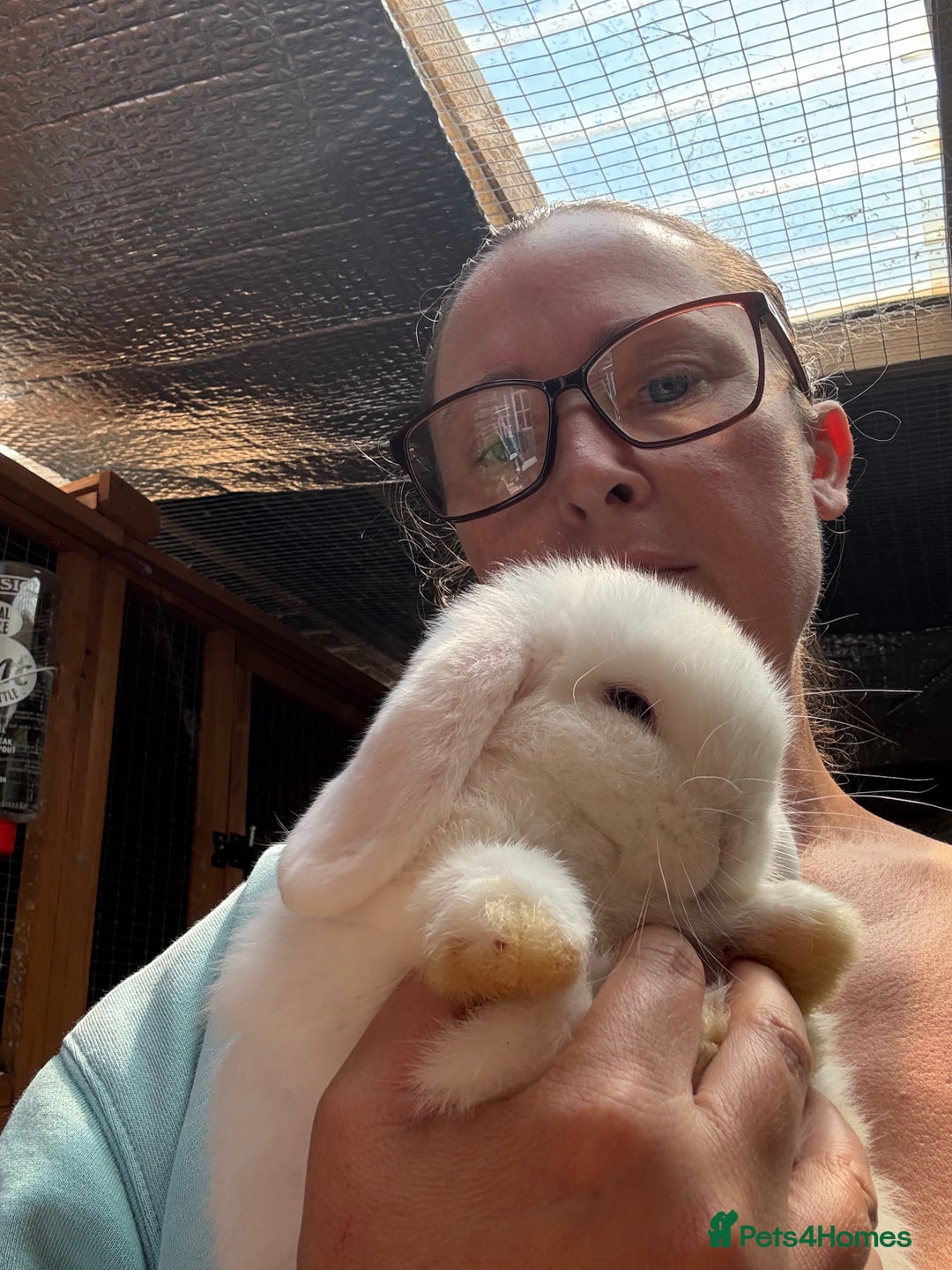 Dwarf Lop rabbits for sale: The laziest little bunny ever - Image 5