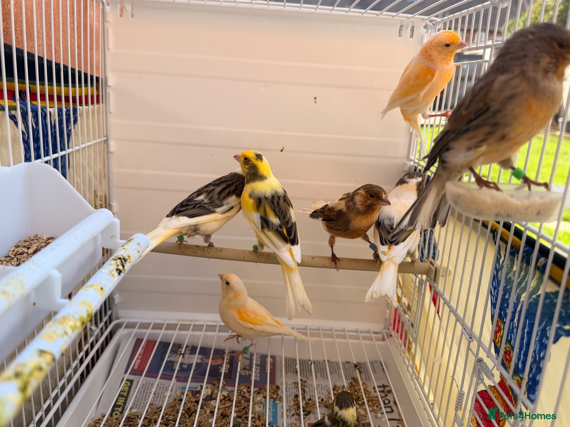 Canaries birds x8 canary’s this year birds.   Very cheap  - Advert 10