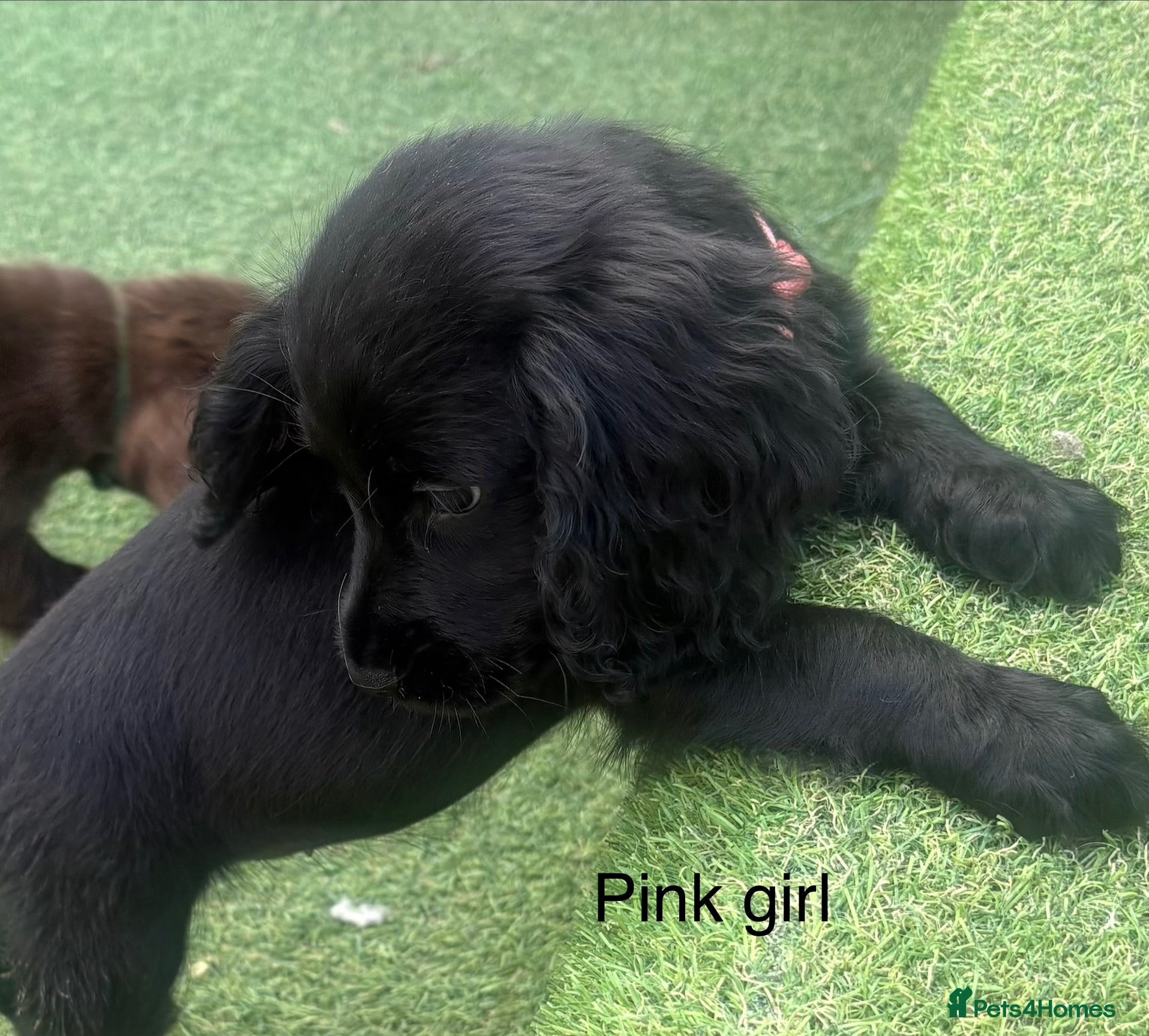 Cocker Spaniel dogs **READY TO GO** - Advert 1