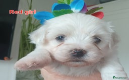 Bichon Frise dogs for sale: GORGEOUS BICHON FRISE❤️ 2 girls 3 boys - Image 4