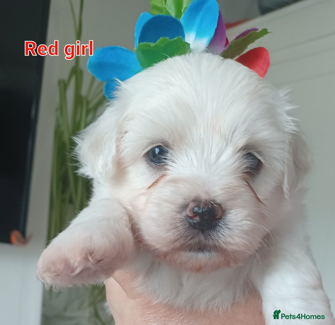 Bichon Frise dogs for sale: GORGEOUS BICHON FRISE❤️ 2 girls 3 boys - Image 4