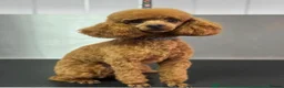 Toy Poodle dogs for sale: Apricot  Toy Poodle Girls in Hemel Hempstead - Advert 12