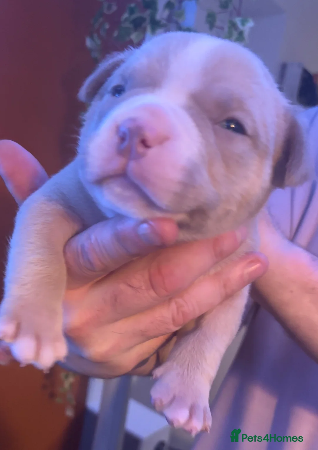 American Bully dogs for sale: Pocket Bully puppies  - Advert 4