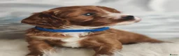 Cavapoo dogs for sale:  Beautiful Cavapoo  - Advert 3