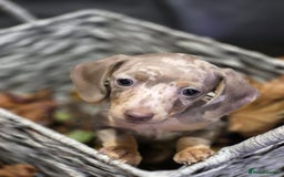 Miniature Dachshund dogs for sale: TRUE MINIATURE DASCHUND BABIES only 5 - Image 19