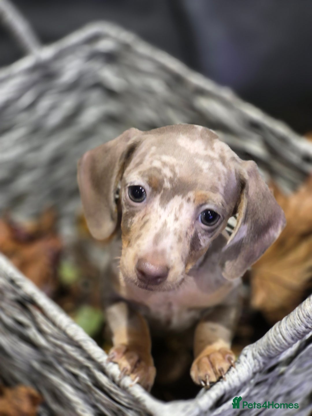 Miniature Dachshund dogs for sale: TRUE MINIATURE DASCHUND BABIES only 5 - Image 19
