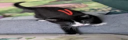 Domestic Shorthair cats for sale: Domestic Shorthair Kittens - Advert 8