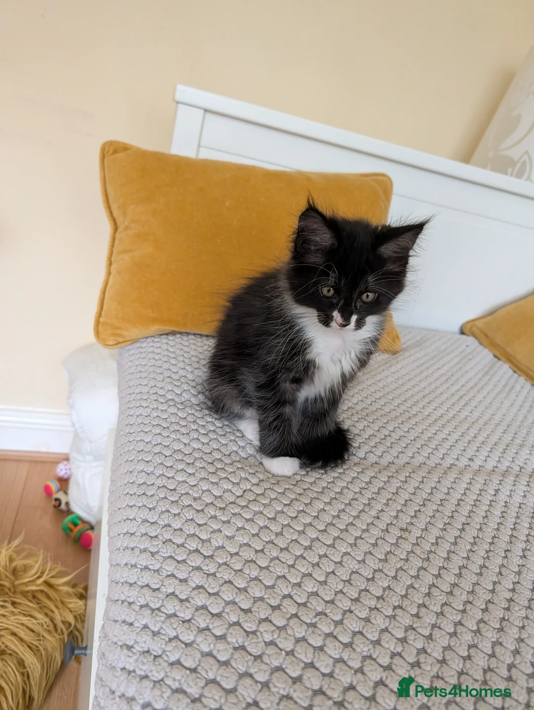 Maine Coon cats for sale: Only 1 beautiful boy left!!!!!  - Advert 2