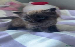 Mixed Breed cats for sale: 2 male kittens long hair  - Image 1