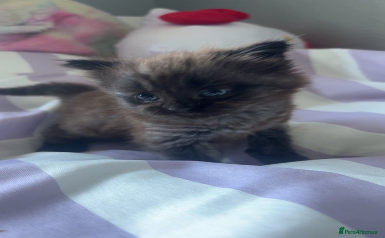 Mixed Breed cats - Advert 3