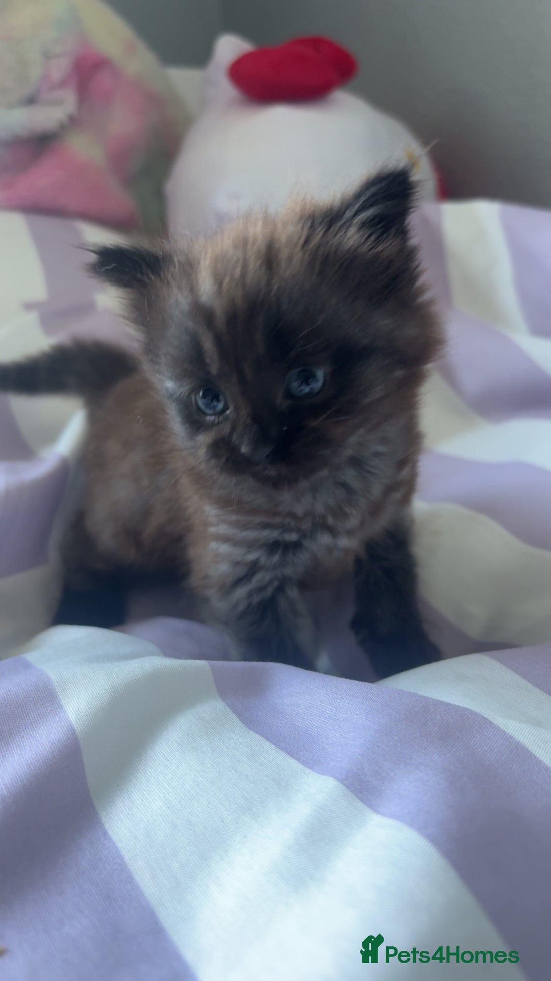 Mixed Breed cats for sale: 2 male kittens long hair  - Image 1