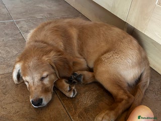 Golden Retriever dogs Trained Golden Retriever for sale - Advert 4