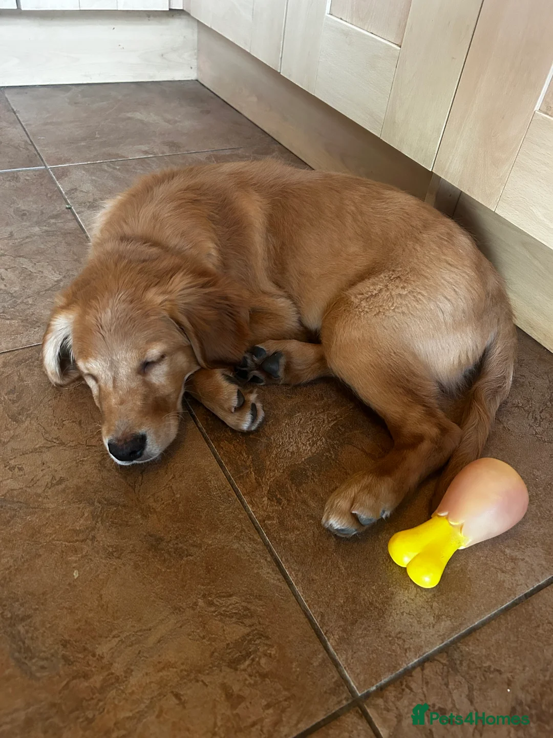 Golden Retriever dogs for sale: Trained Golden Retriever for sale  - Advert 10