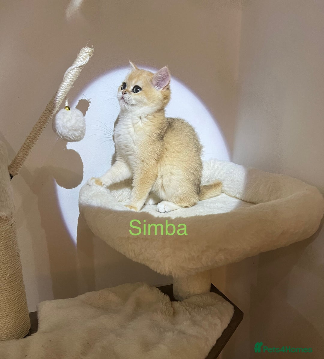 British Shorthair cats for sale: Rare Golden NY12 British Shorthair Boy - Image 2
